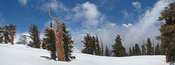 Alta Peak (to the far left) appears through the foxtail pines and clouds.