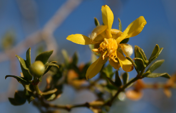Creosote flower