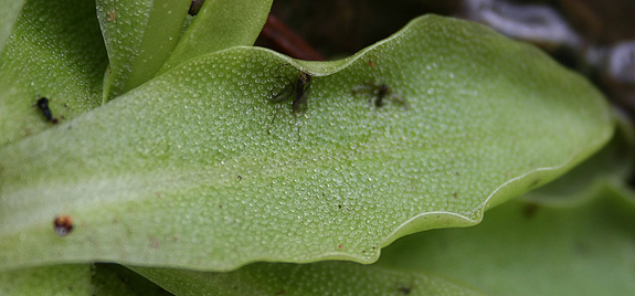 Piguicula leaves with insects