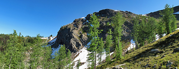 Rocky north-facing slopes are the habitat of choice for the subalpine larch.
