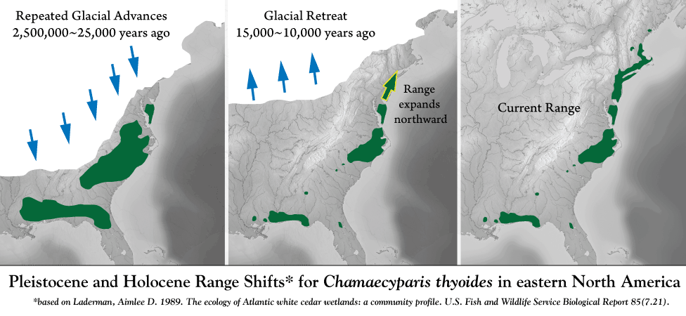 Theoretical Chamaecyparis thyoides range shifts since the Pleistocene