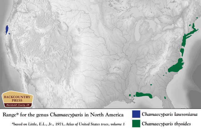 Chamaecyparis in North America.