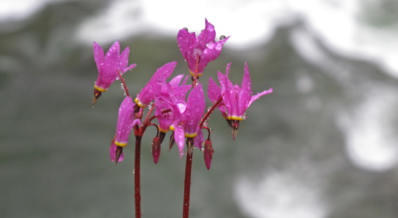 Dodecatheon hendersonii