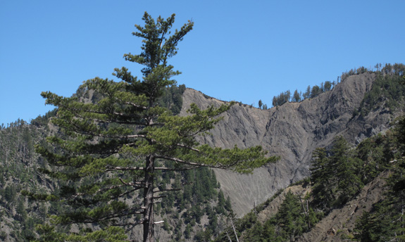 The eroded hillsides favored by sugar pine.