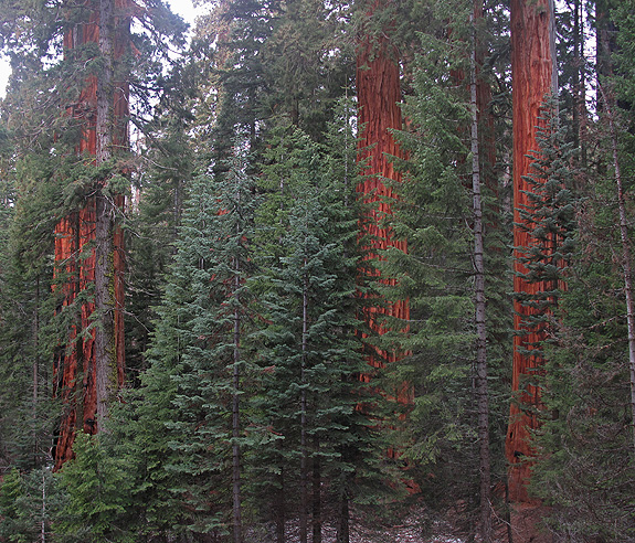 Sequoia fir encroachment