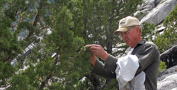 Richard Moore collecting a specimen of Juniperus occidentalis in the Miracle Mile - the18th conifer!