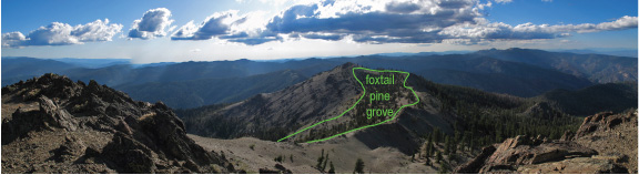 foxtail-grove
