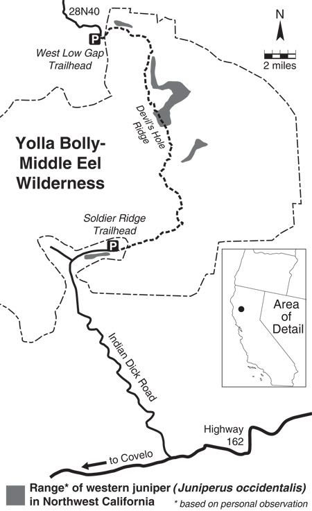  western juniper in the Yolla Bolly-Middle Eel Wilderness.
