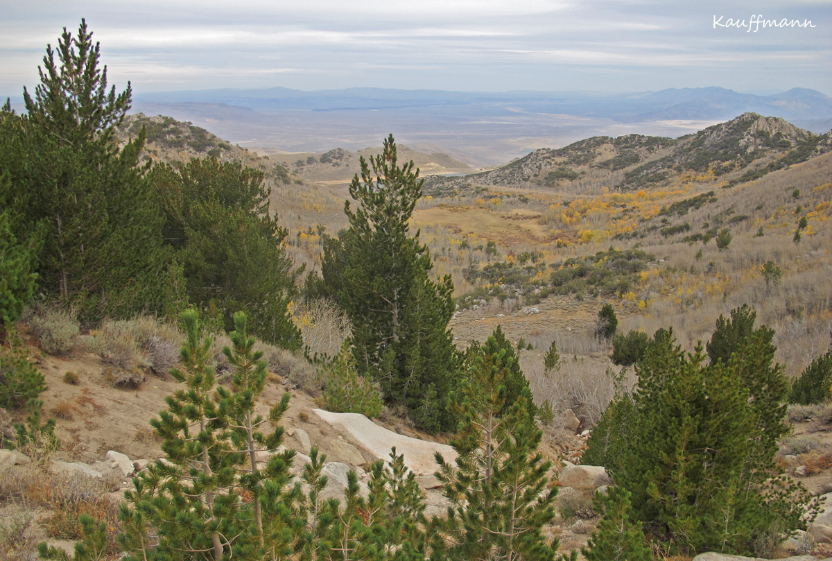 Quaking aspens (Populus tremuloides) below the pine belt in the Pine Forest Range.