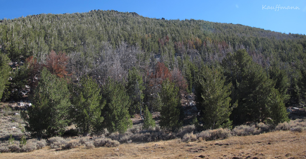 Mountain pine beetle mortality in the Pine Forest Range.