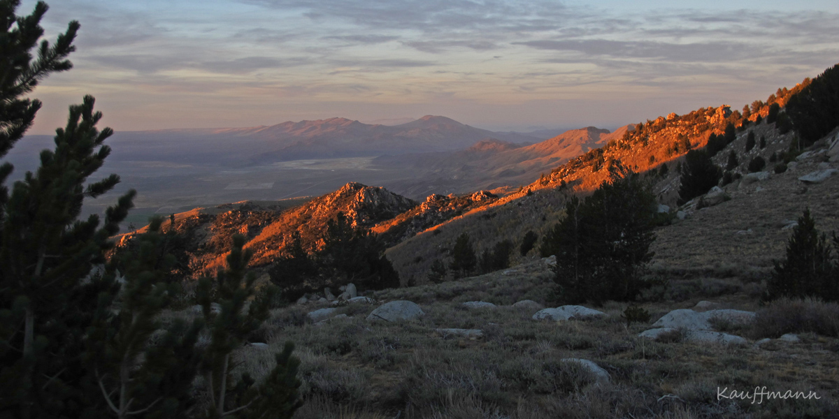 Sunset through limber and whitebark pines in the Pine Forest Range.