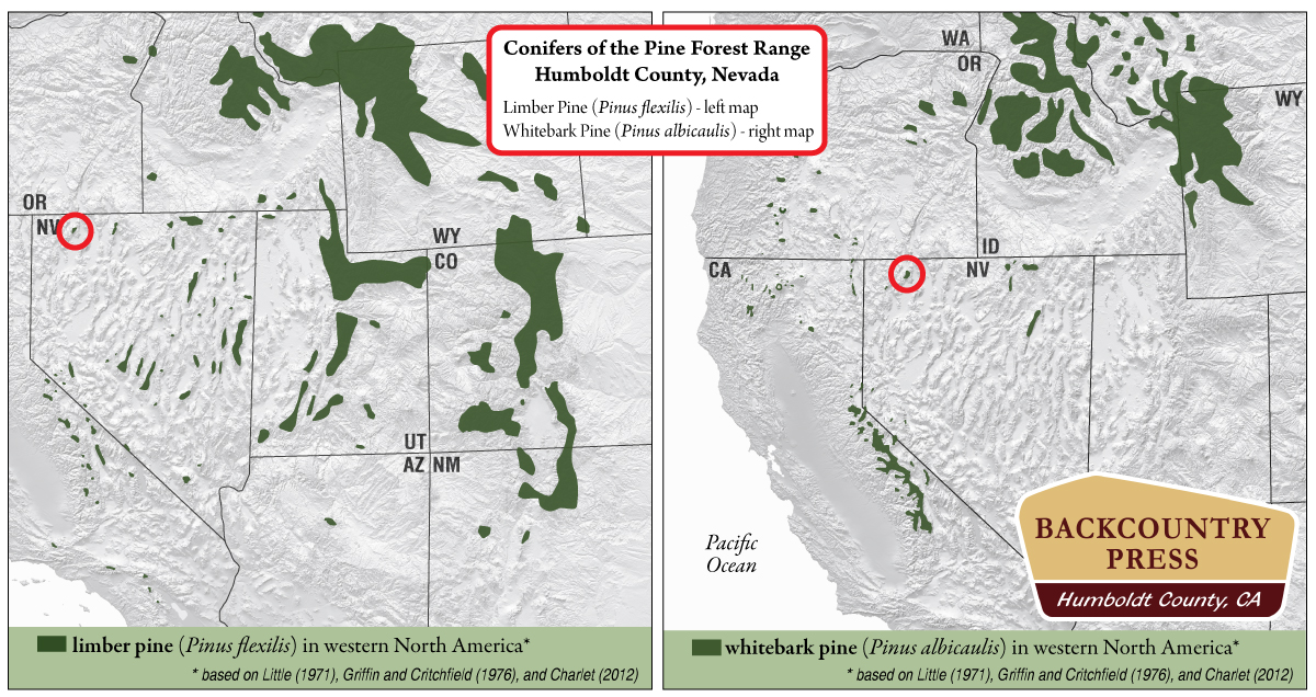 Range maps for whitebark and limber pine in western North America with and emphasis on the Pine Forest Range. Notice how isolated these stands of trees are.