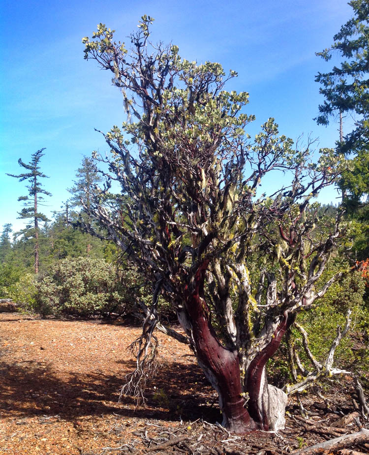 Arctostaphylos canescens thrives in the region.