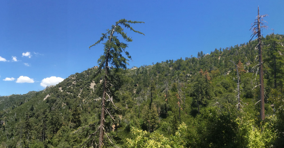 Sugar pine mortality on Cone Peak.