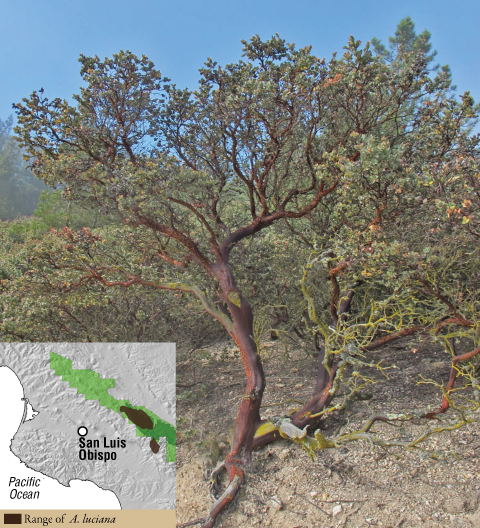 Arctostaphylos luciana on Monterey shale along East Cuesta Ridge.