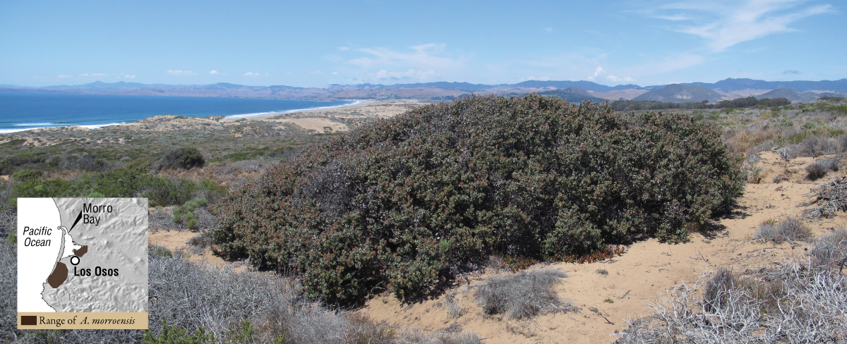 Arctostaphylos morroensis on a stablized dune complex in Montana de Oro State Park.