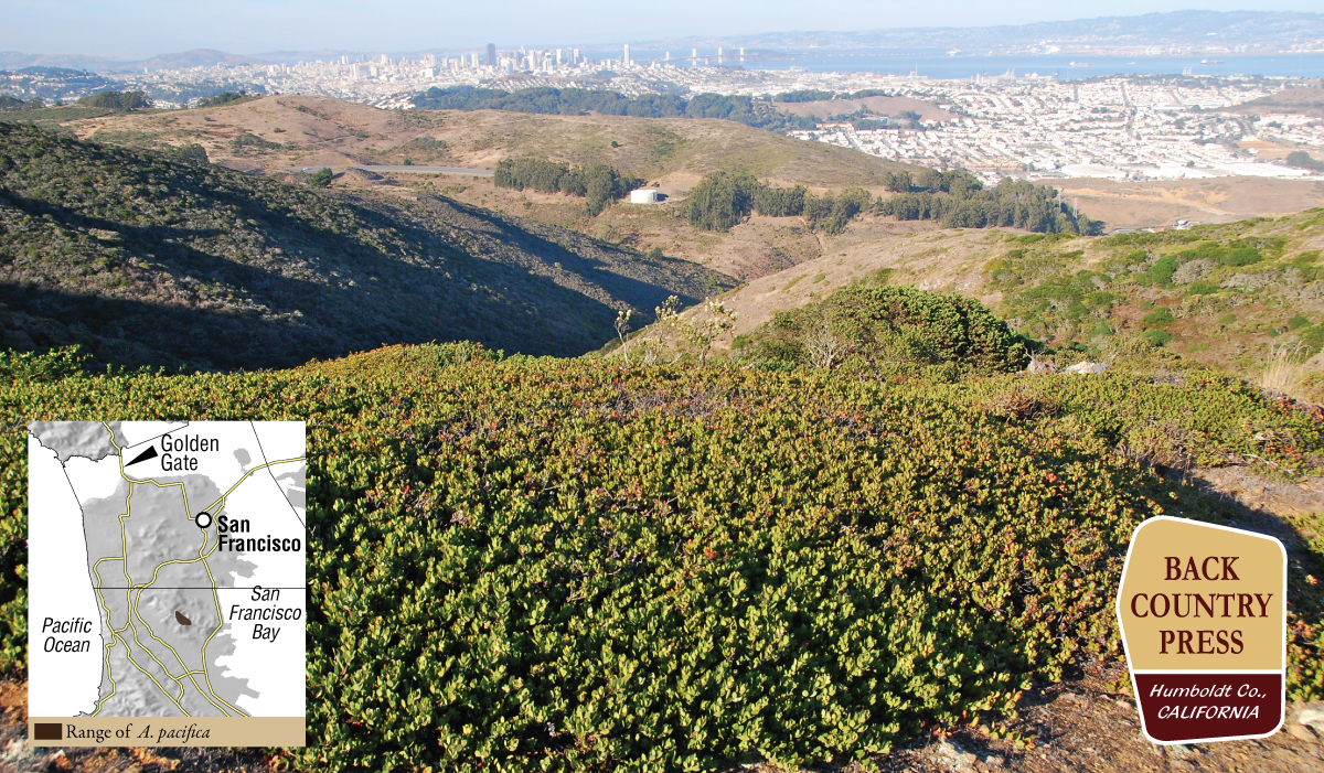 Arctostaphyos pacifica, an endemic species to San Bruno Mountain. Photo by Jeff Bisbee.