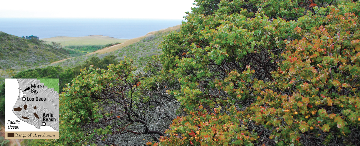 Arctostaphylos pechoensis on Monterey Shale.