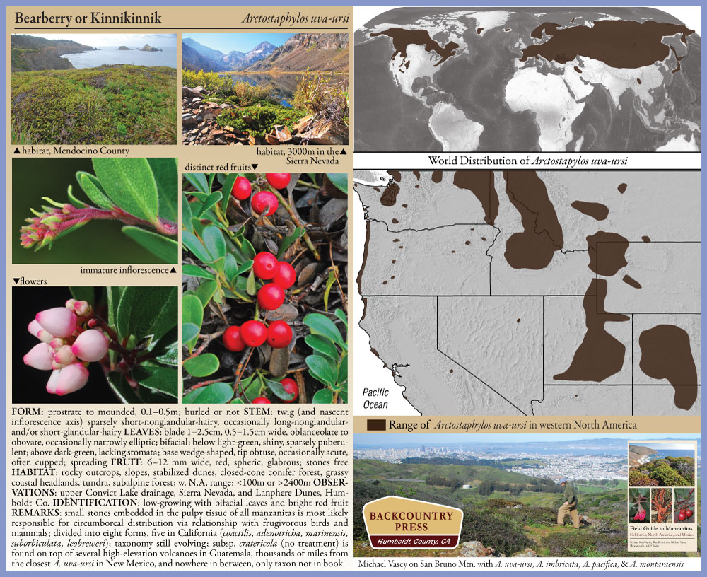 Color plate and range map for Arctostaphylos uva-ursi from Field Guide to Manzanitas.