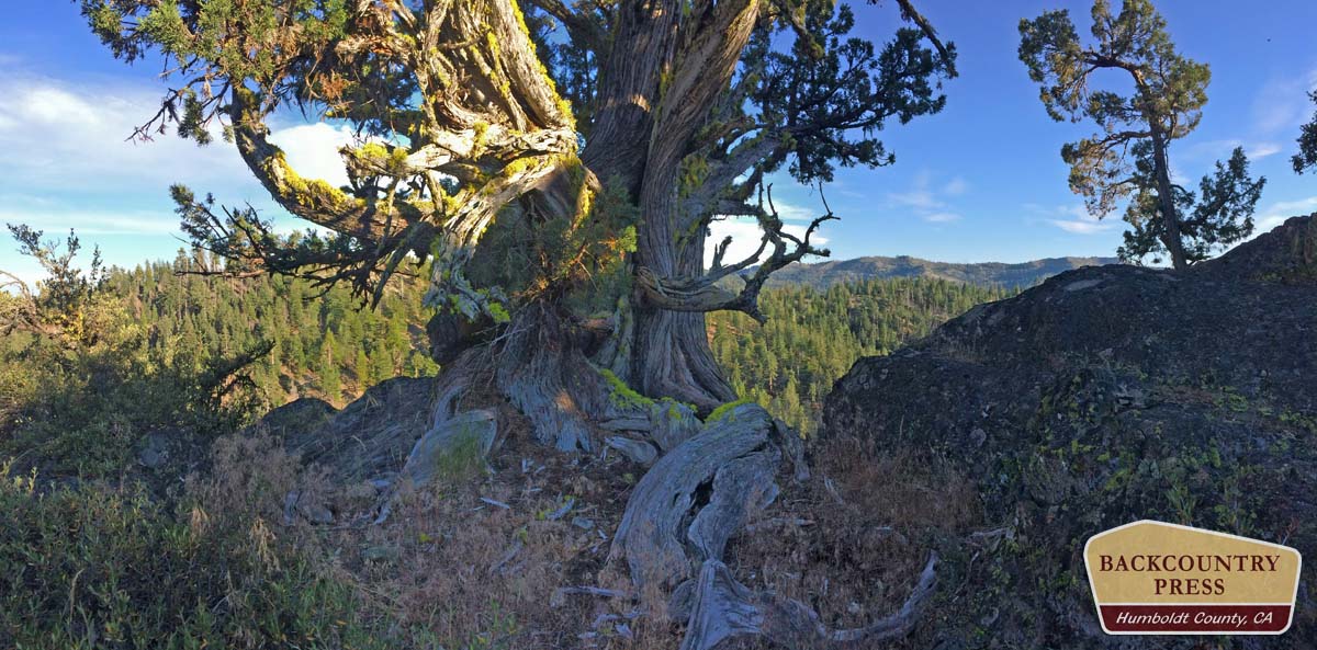 Old-growth western juniper.