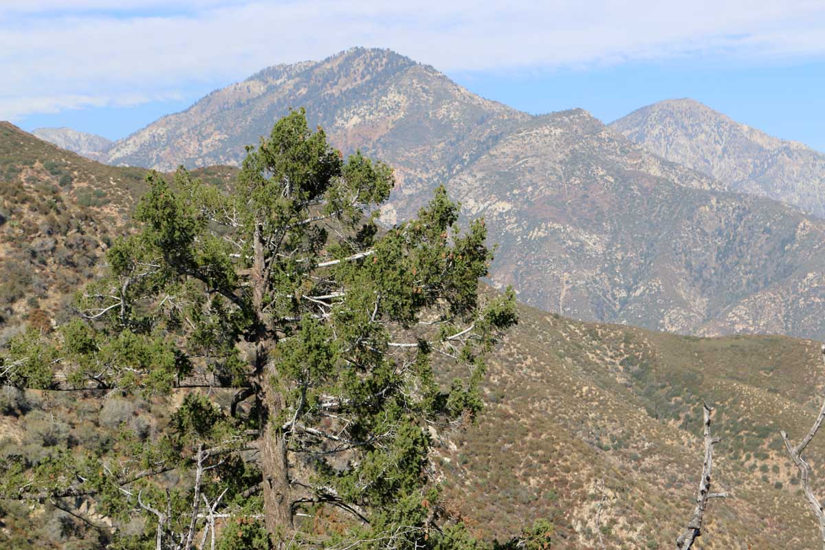 Cucamonga Wilderness from the San Dimas Experimental Forest.