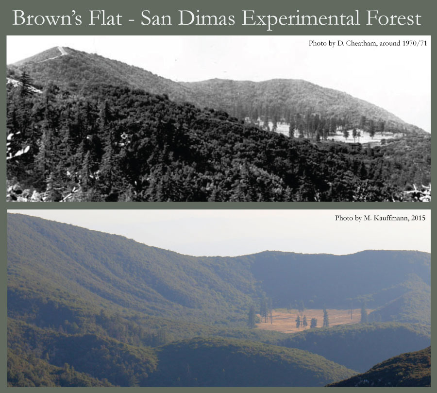 Two images, 45 years apart, show the decline of the lowest-elevation stand of ponderosa pine in the Angeles National Forest.