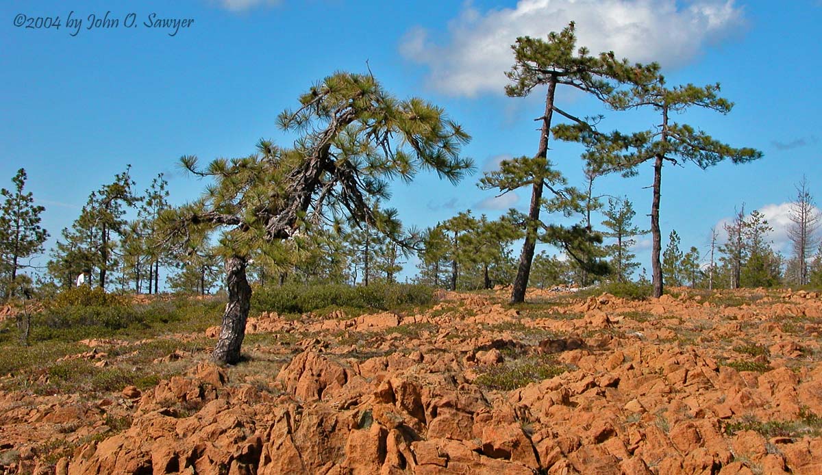 Serpentines of the High Divide with Jeffrey Pine and Knight's Pinemat Manzanita -- by John O. Sawyer.