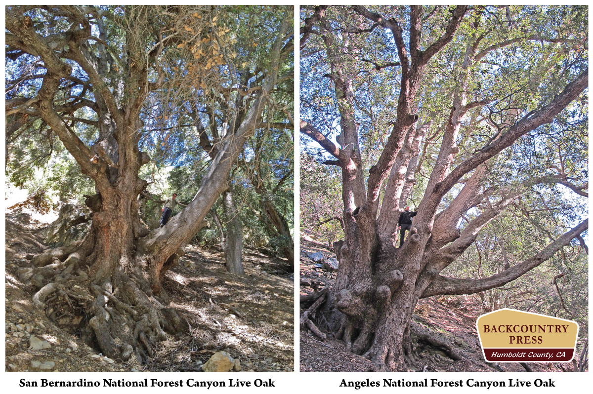 Comparing the two record Canyon Live Oaks.