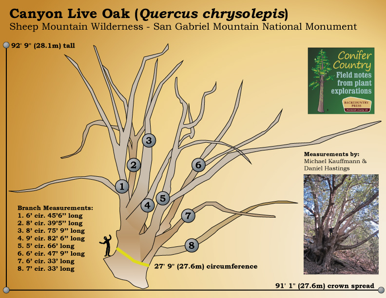 Measurements for the San Gabriel Oak