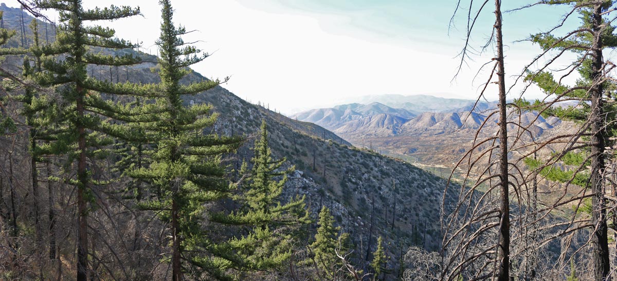 Some forests survived on the North slopes of Mount Gleason after the Station Fire.