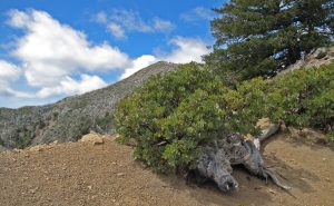 The fire-adapted Eastwood’s manzanita resprouts from a burl along King Peak’s ridges.