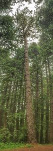 Pines in a redwood forest? Yep!