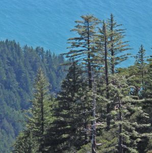 Sugar pines survive in small stands in the King Range as relicts from a cooler, wetter climate in the Pleistocene. 