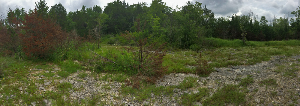 Fire is used to maintain and open understory at the edge of the glades, managed by the Tennessee Department of Environment and Conservation.