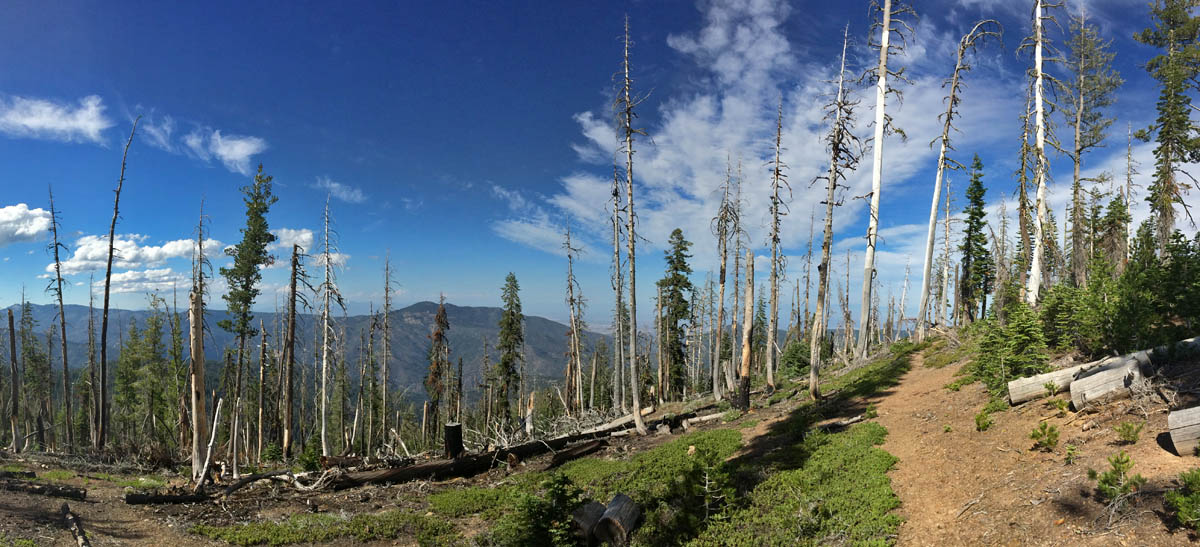 A high intesity burn from 2008 has opened up small pockets in the Shasta fir - western white pine forests.