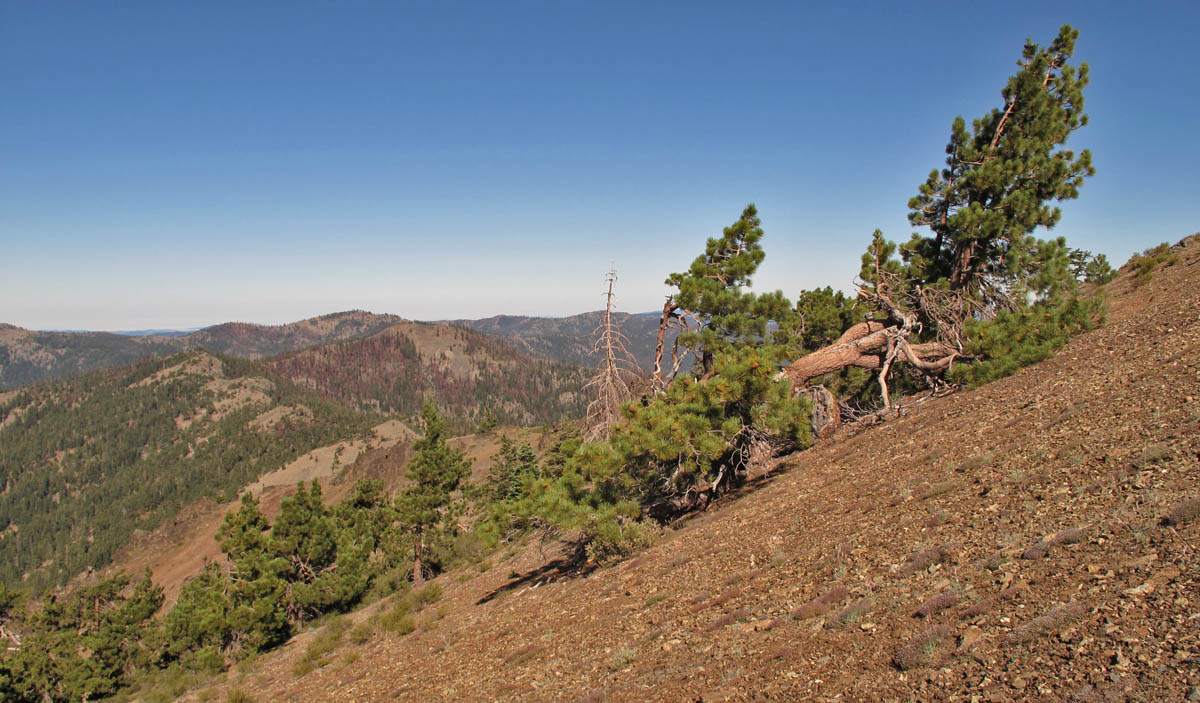Jeffrey pine (Pinus jeffreyii) are common on the upper south-facing slopes.