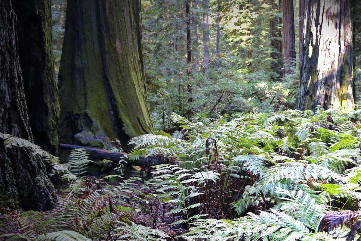 Giant Chain Fern (Woodwardia fimbriata)