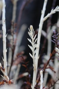 Albino redwood.