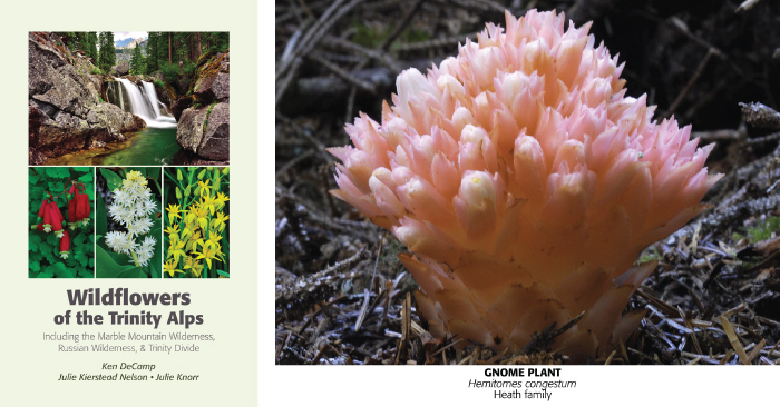 Heterotrophic Plants Michael Kauffmann heterotrophic-plants-michael-kauffmann