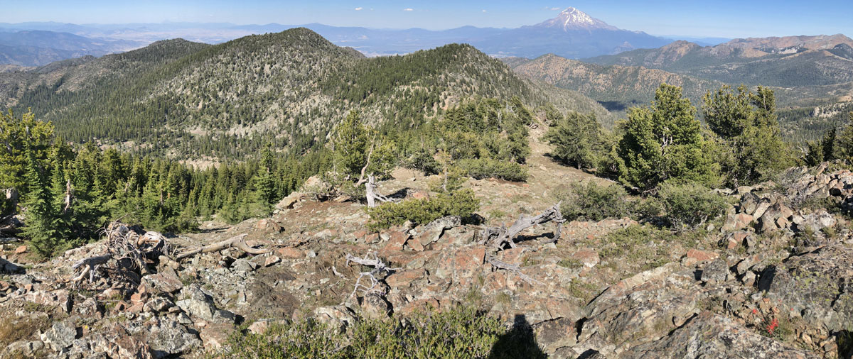 Klamath National Forest Whitebark Pine