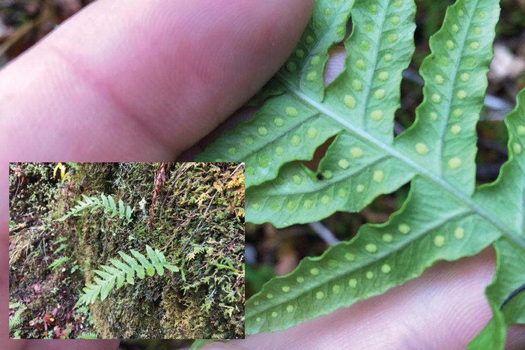 LicoriceFern Michael Kauffmann