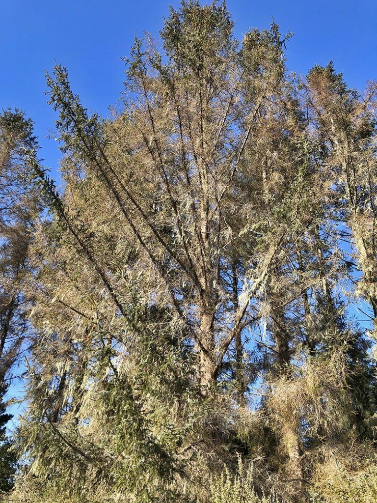Sitka Spruce Decline in California