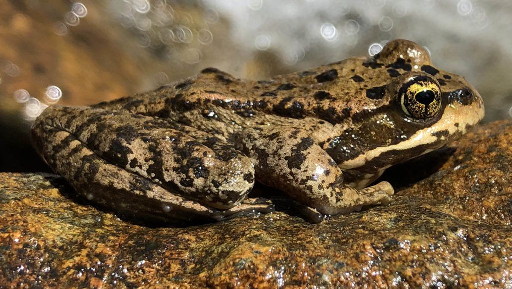 Cascade frogs (Rana cascadae)