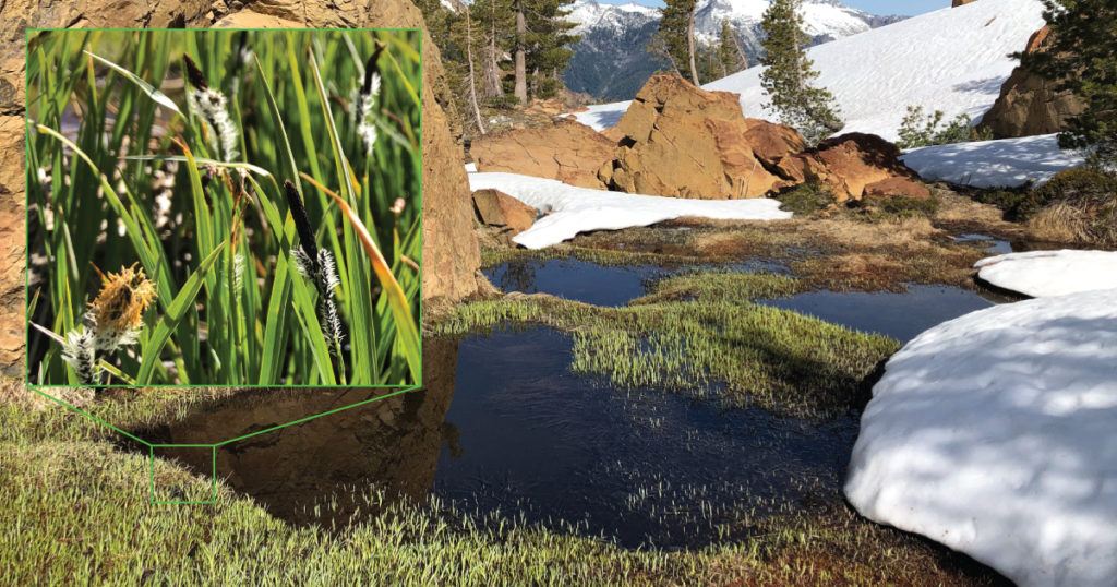 Klamath Mountain Peatlands