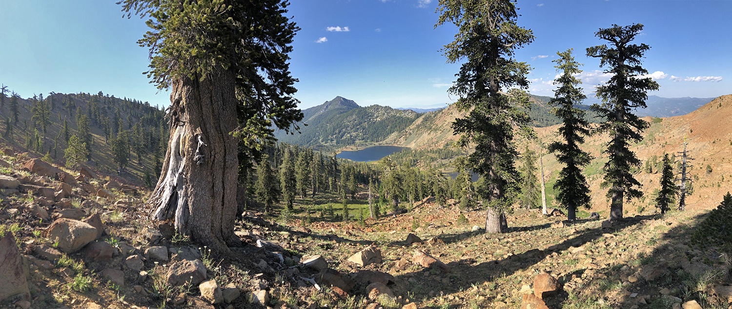 Epic grove of Klamath foxtail pines above East Boulder Lake.