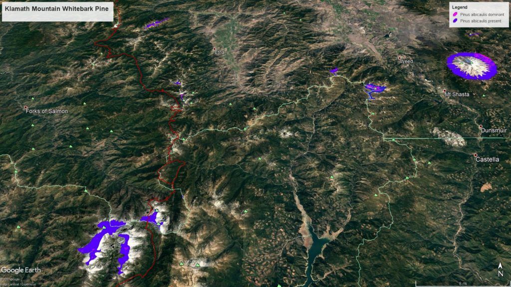 Klamath Mountain Whitebark Pine