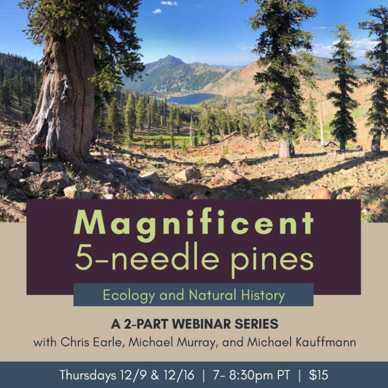 Five-Needle Pines