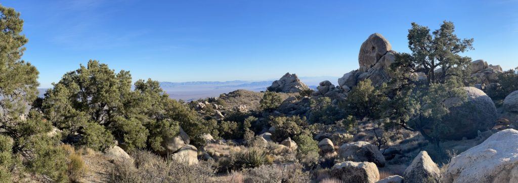 Trees in the Desert