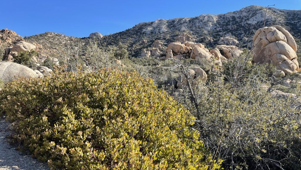 Pointleaf manzanita (Arctostaphylos pungens)