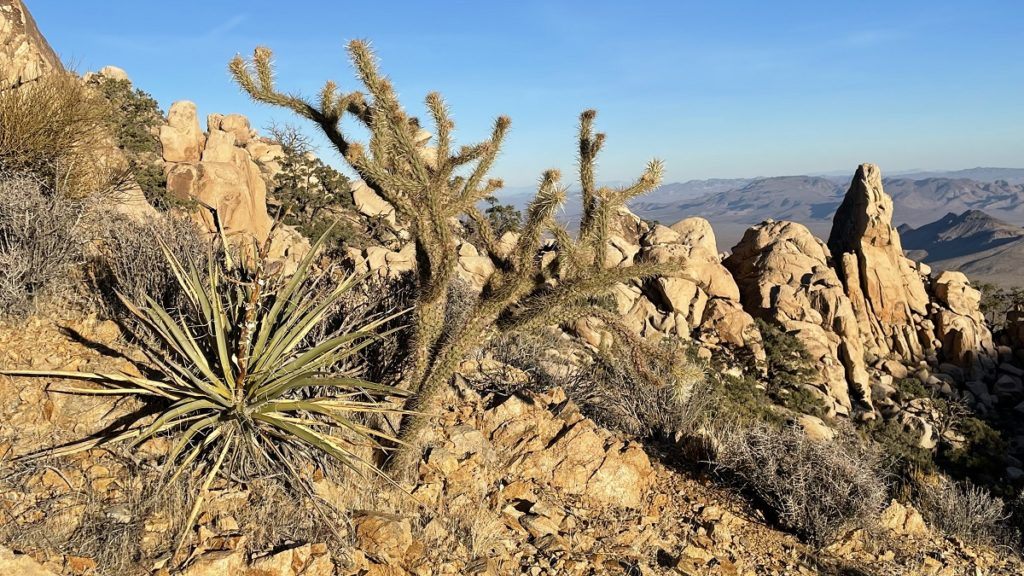 Mojave Yucca (Yucca schidigera)